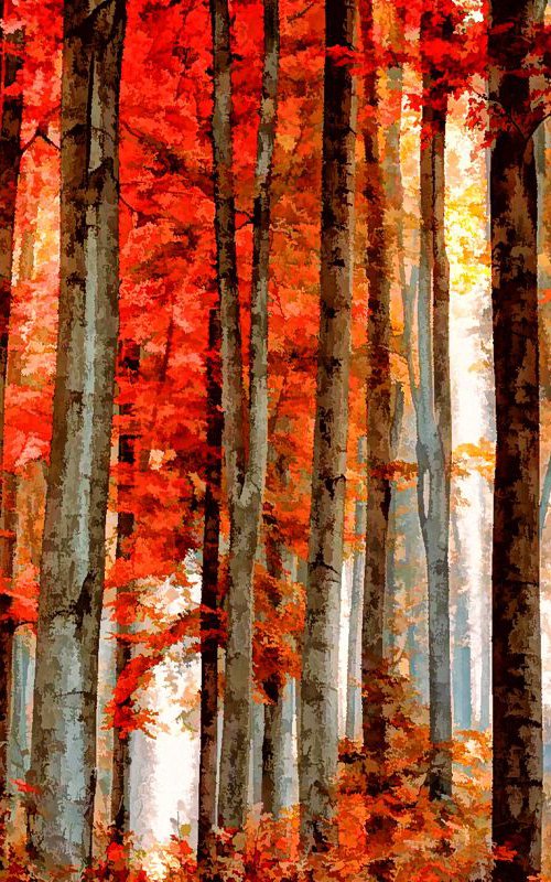 Red Woods by Neil Hemsley