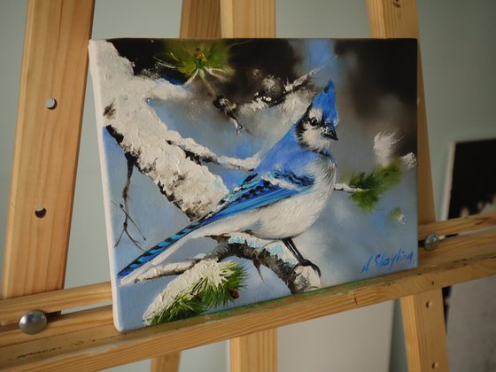 Bright Blue Jay in Pine Tree