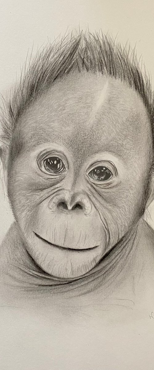 Baby orangutan by Maxine Taylor