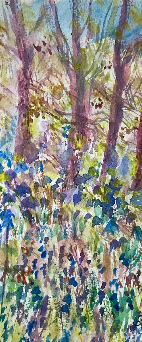 Spring bluebells by Samantha Adams