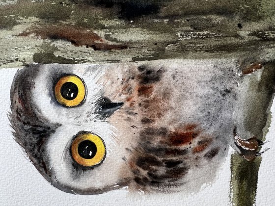 Little owl on a branch #10