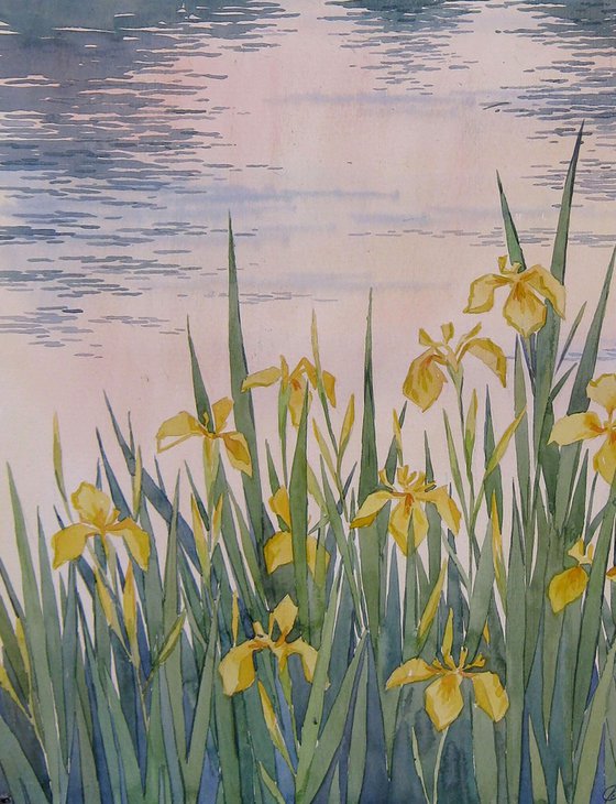 Irises