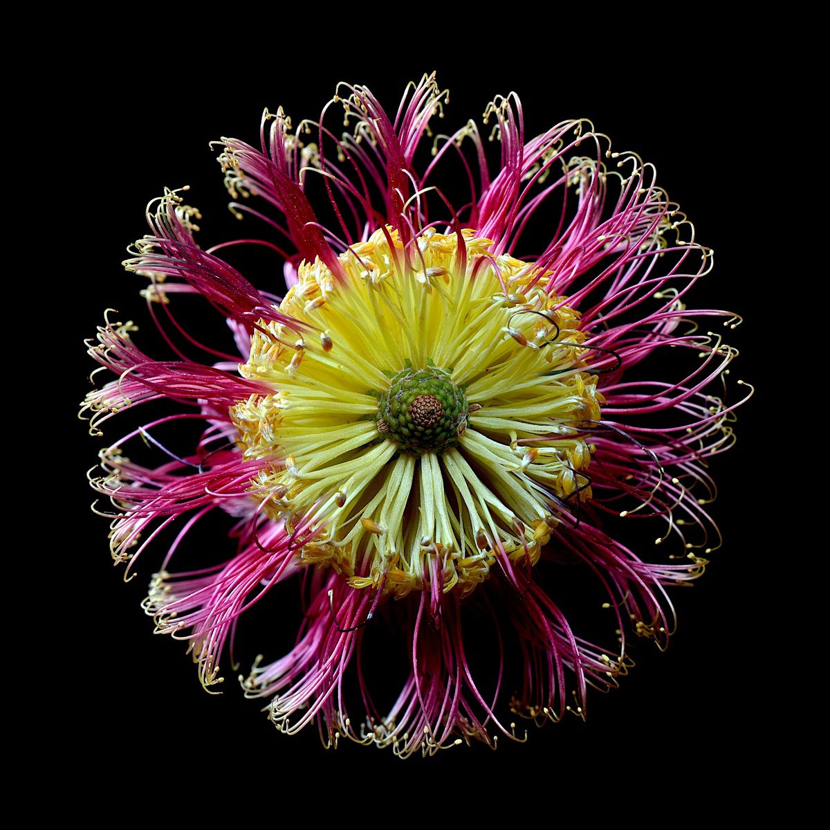 Photograph , Banksia Ericofolia By Nadia Culph, 35 X 35, Artwork For Sale On Artfinder