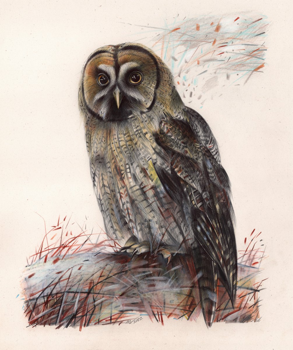 Great Gray Owl - Bird Portrait (Realistic Ballpoint Pen Drawing) by Daria Maier