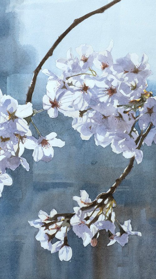 Cherry Blossoms in Gentle Light (Sakura) by Masato Watanabe