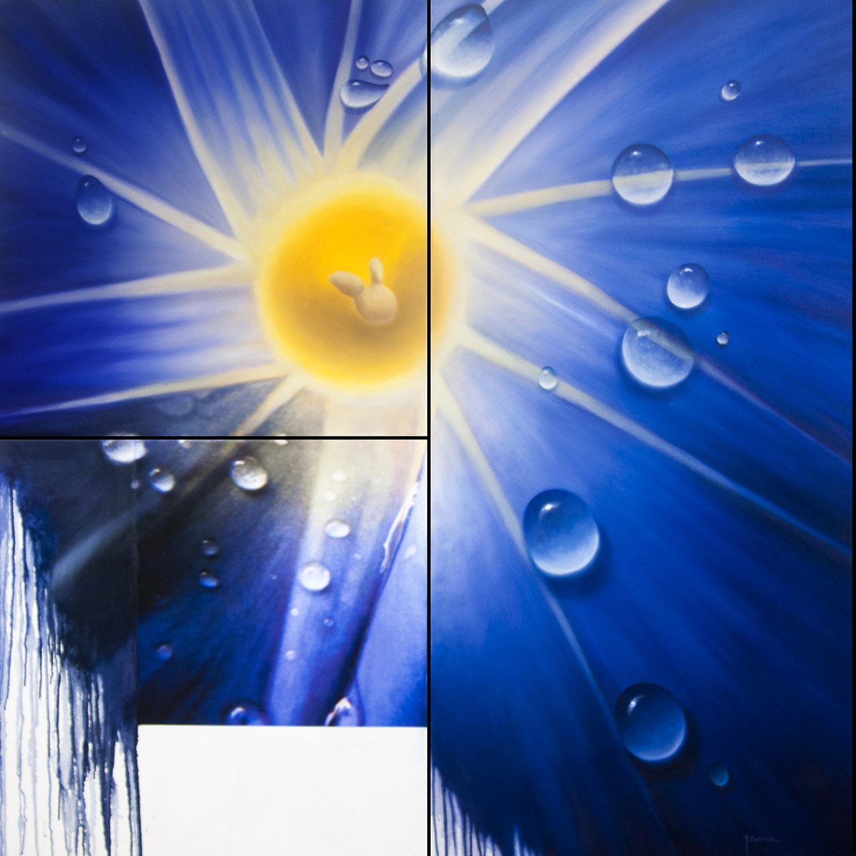 Photorealistic Botanical Oil Painting By Juan Bernal, 48 X 48", Ipomea With Dew, Original Artwork