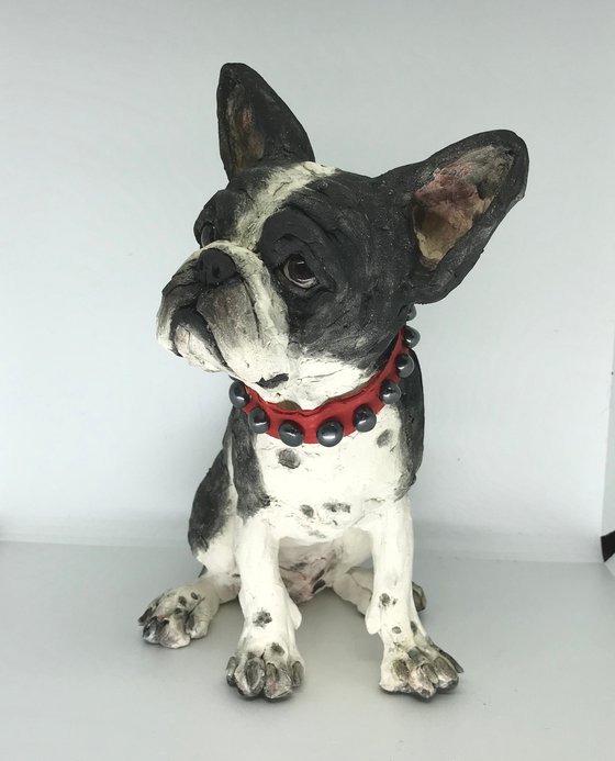 Francois the Frenchie