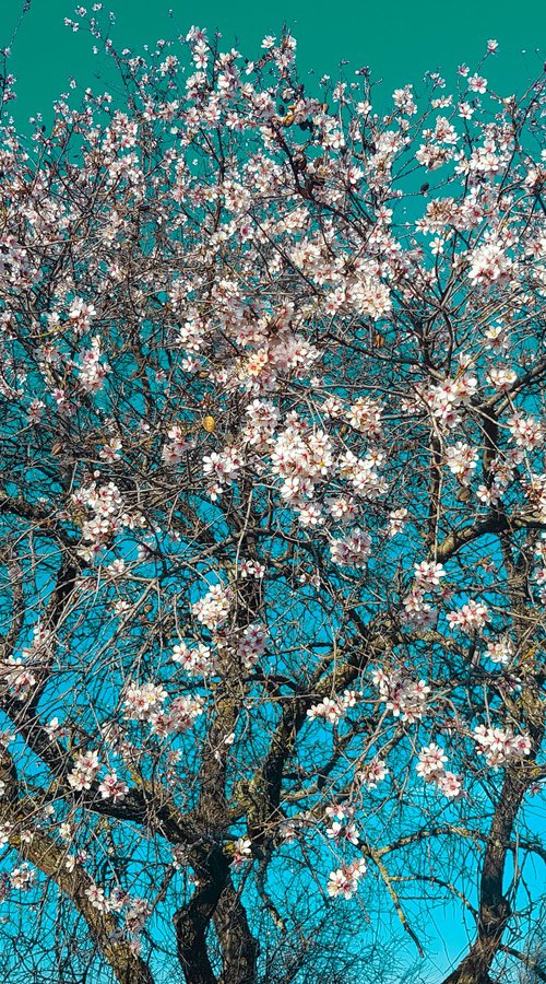 The Almond Tree (Framed) by Viet Ha Tran