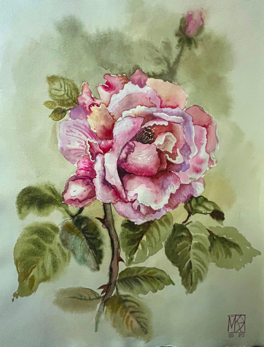 Rose from my garden by Maria Kireev