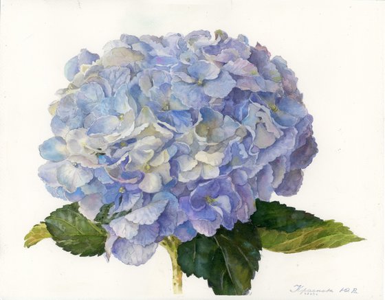 Planet hydrangea