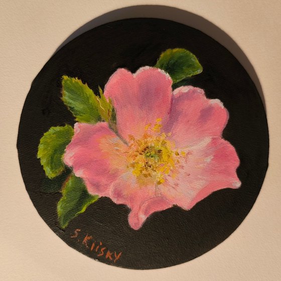 Wild Rose (Rosehip)