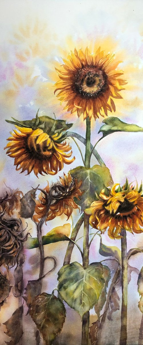 Sunflowers life cycle by Alina Karpova