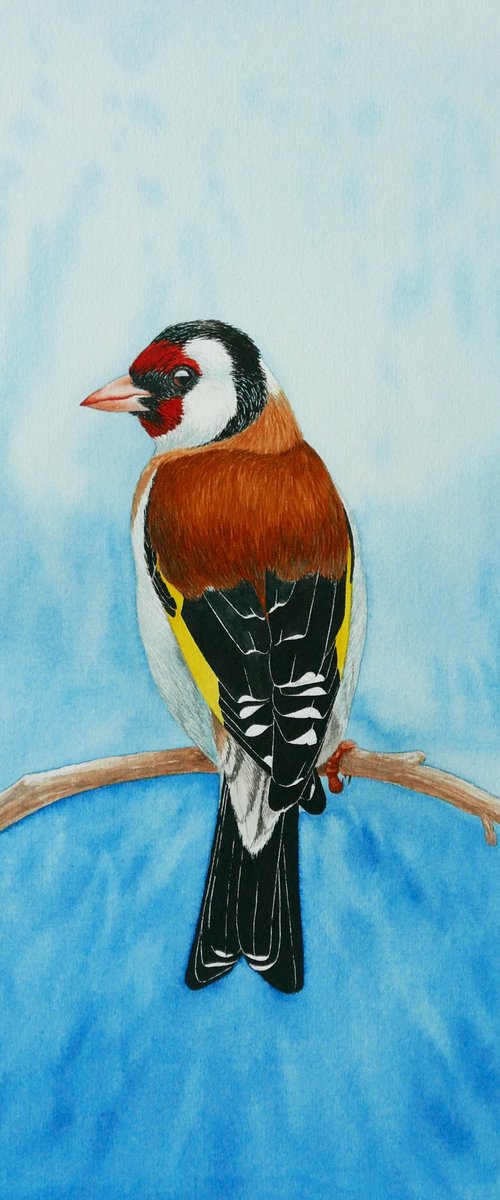 Winter goldfinch by Karina Danylchuk