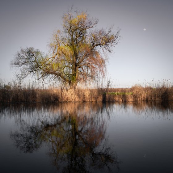 Weeping willow (framed)