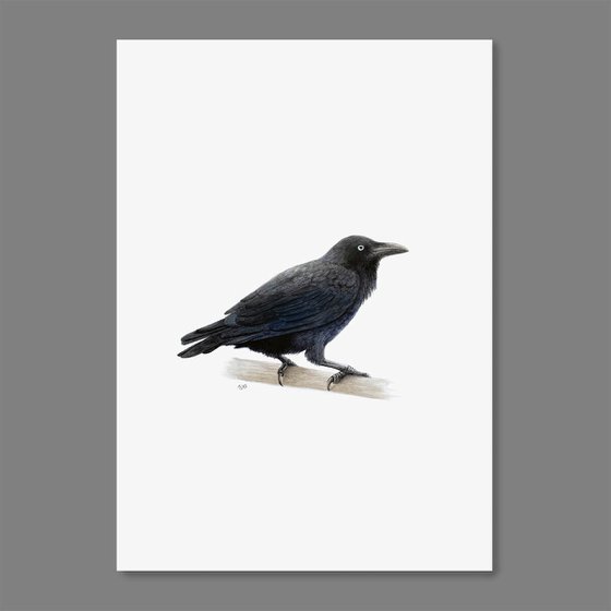 Australian Raven