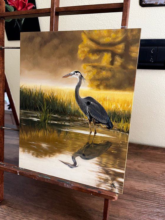 Great Blue Heron on Marsh