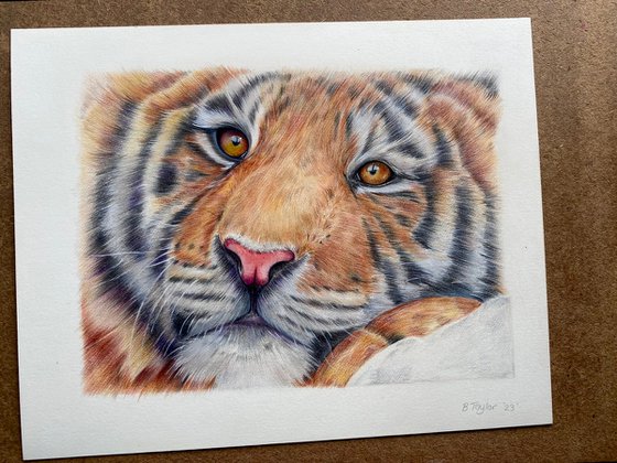 Tiger face study. Realistic pencil drawing