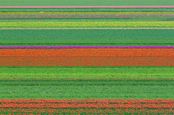 Abstract Flower Landscape - Tulip field I.