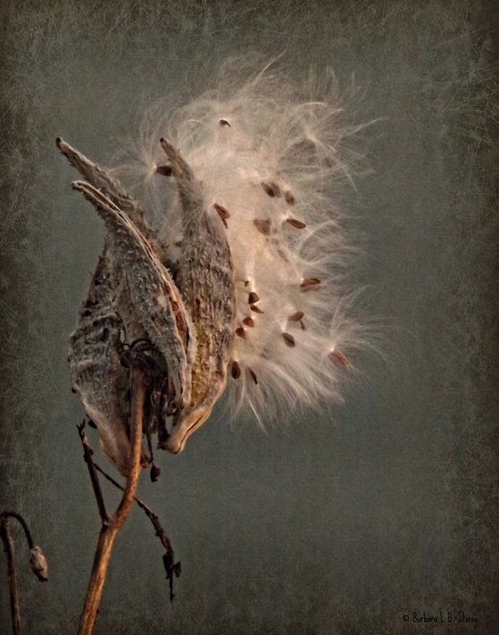 Milkweed Pod