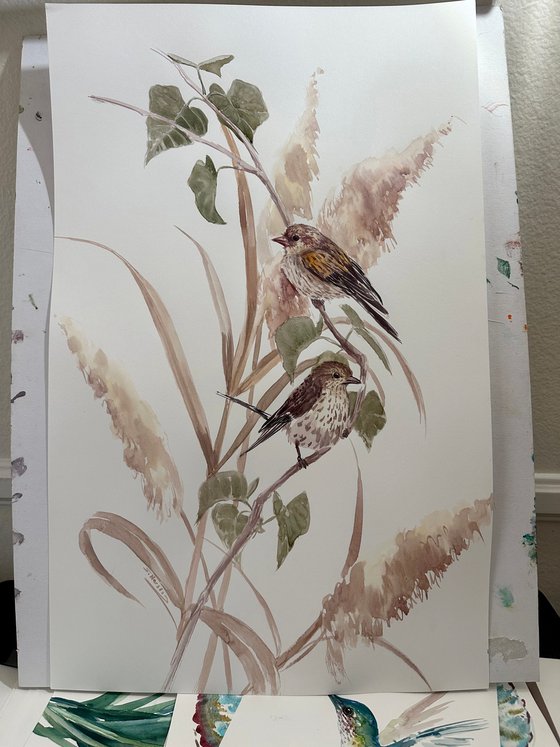 Pine Siskin birds in the Wild ( two artworks)