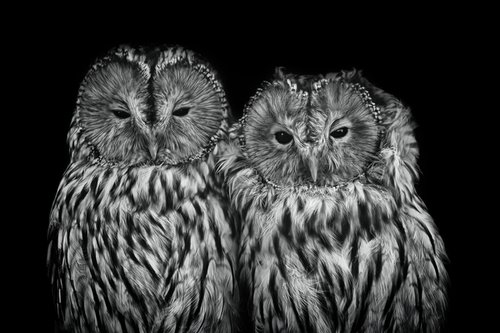 Loving Owls by Paul Nash