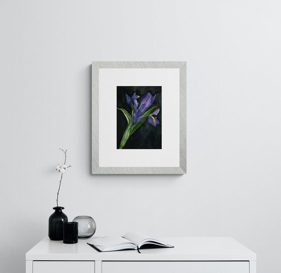 blue dutch iris watercolor floral