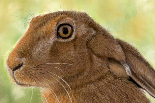 Cover image for Spring Animals collection