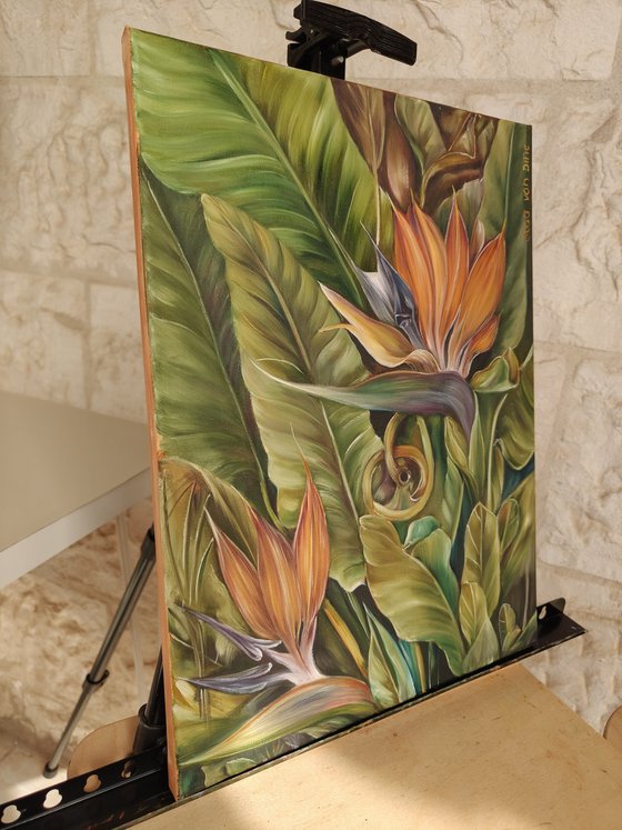 Strelitzia