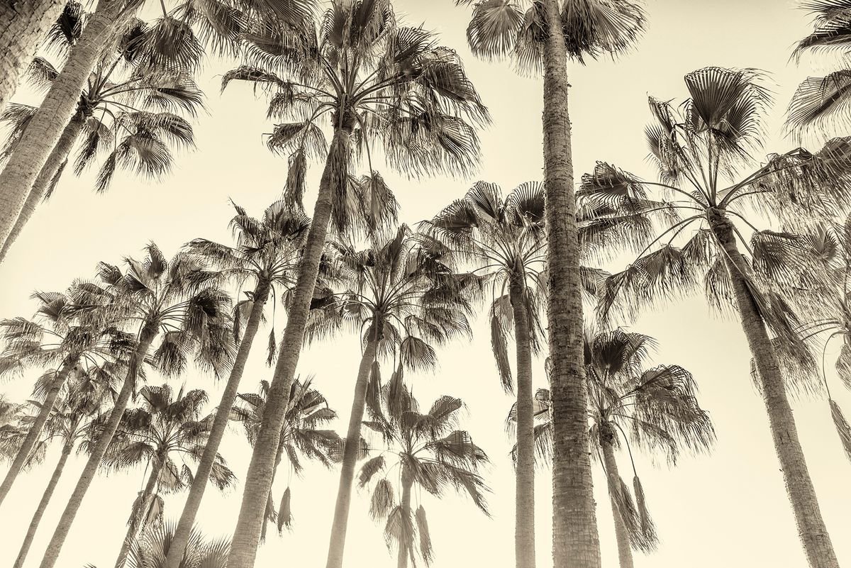Photorealistic Botanical Photograph By Andrew Lever, 47 X 33, Canary Island Palm Trees., Original Artwork