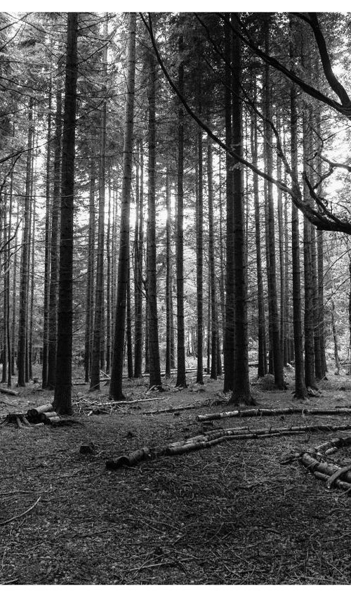 The Trees II by Neil Hemsley