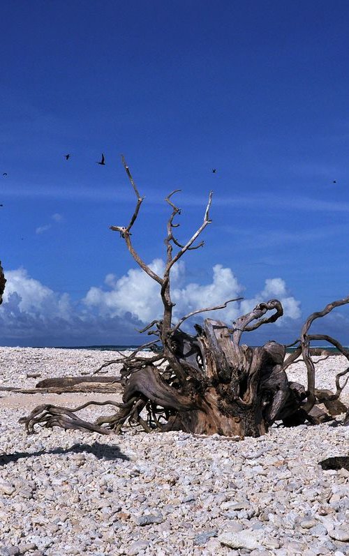 Life & Death - Metal Print - Ready To Hang - Islands - Federated States of Micronesia by Ilya Gusinski