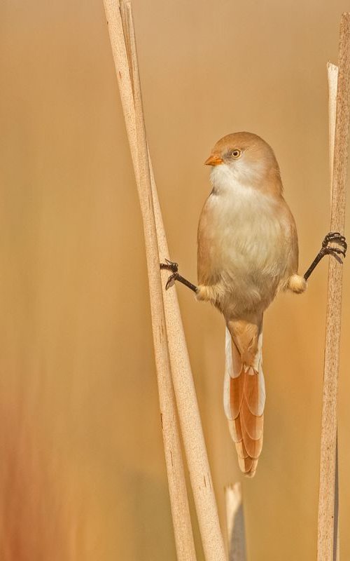Photography | Birds | Panurus biarmicus by Boris Belchev