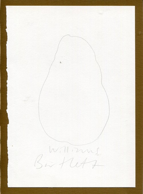 Williams Bartlett British pear sketch by Hannah Clark