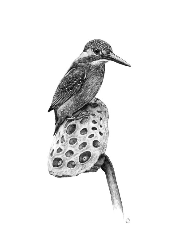 Original graphite pencils drawing bird "Common kingfisher"