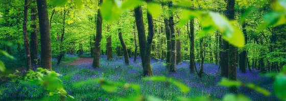 Bluebell Panorama with Trees