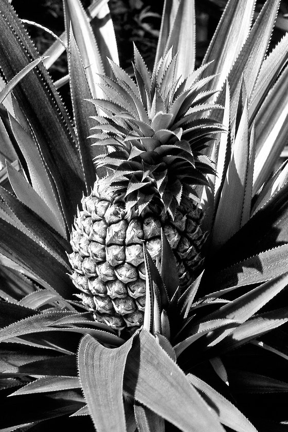 Cook Island Pineapple