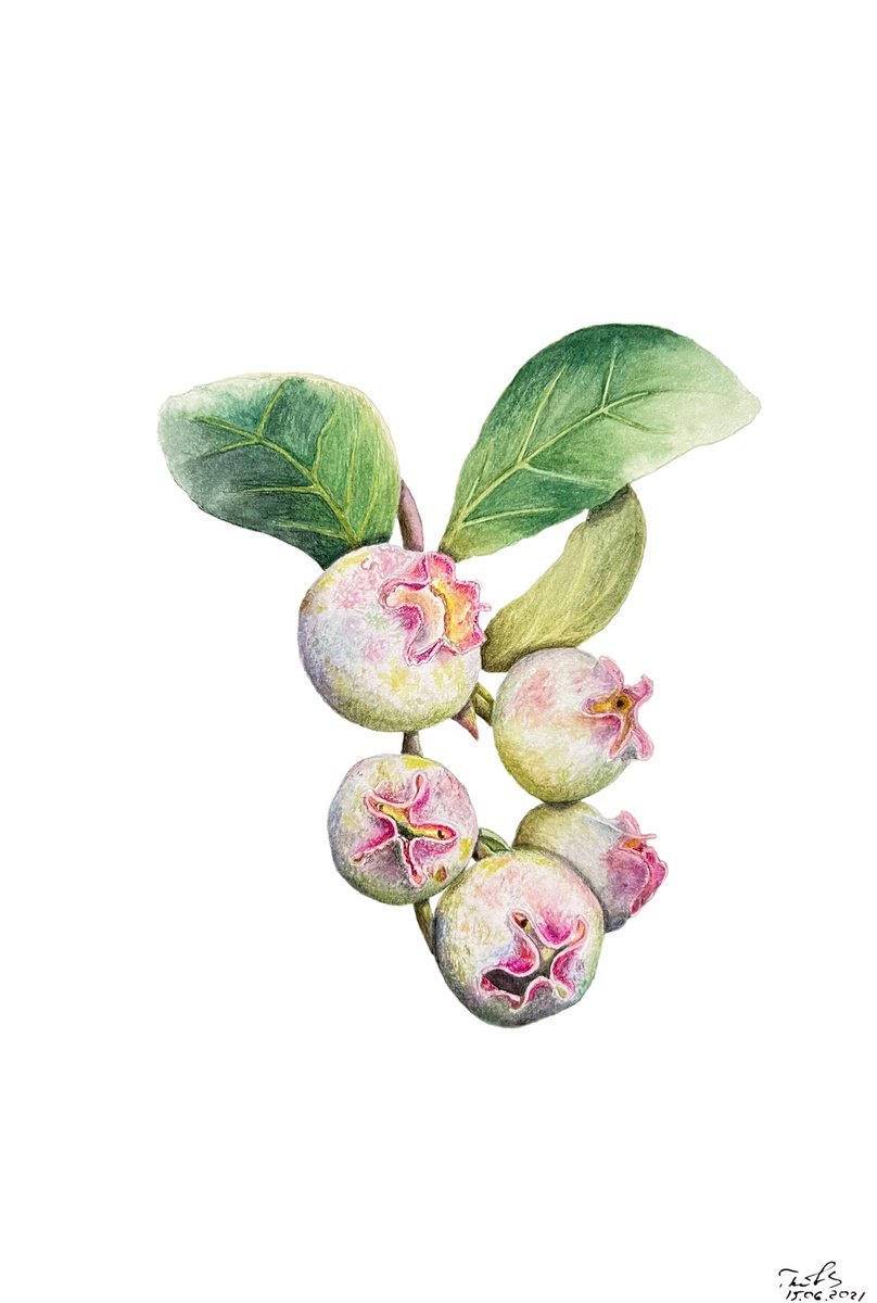 Illustrative Still Life Watercolour By Tetiana Kovalova, 6 X 9", Cute Ripening Blueberry, Original Artwork