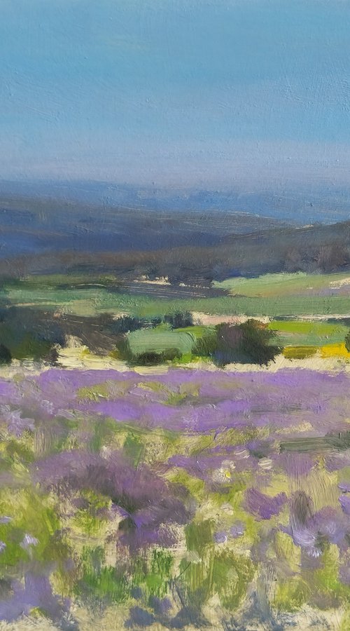 Lavender Fields in Provence by Pascal Giroud