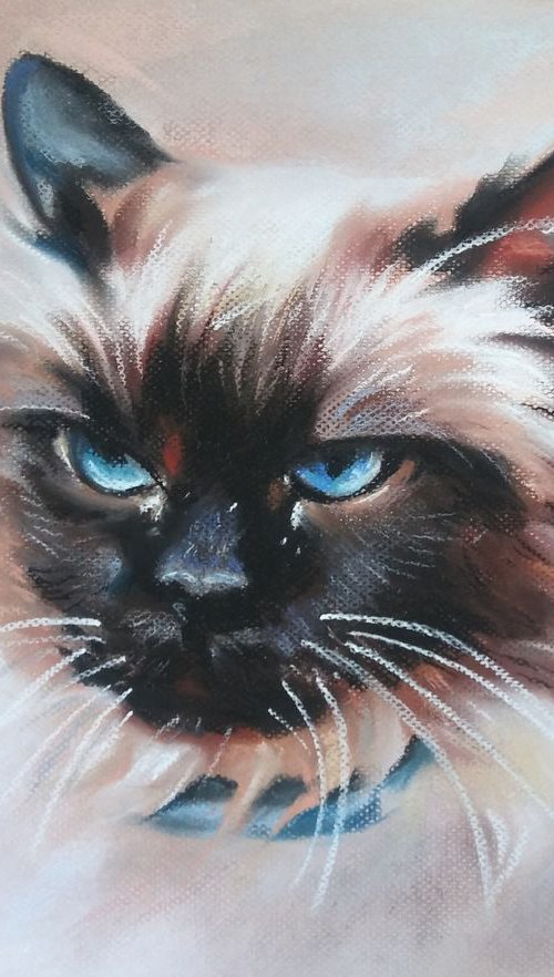 Siamese cat by Magdalena Palega