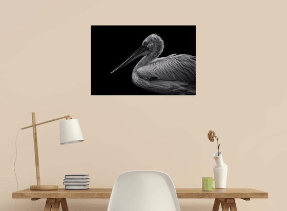 Pelican