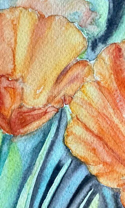 Californian poppies by Samantha Adams