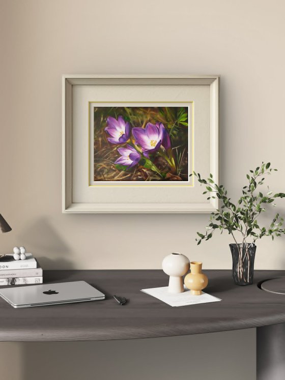 Purple Crocus Flowers