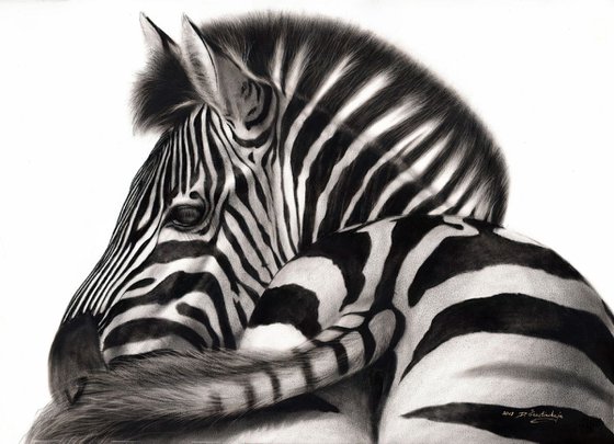 Zebra