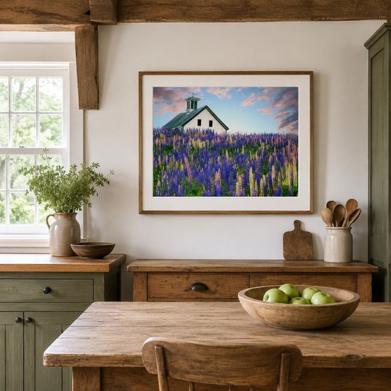 Lupine Field, Whitefield, Maine, 25 x 17