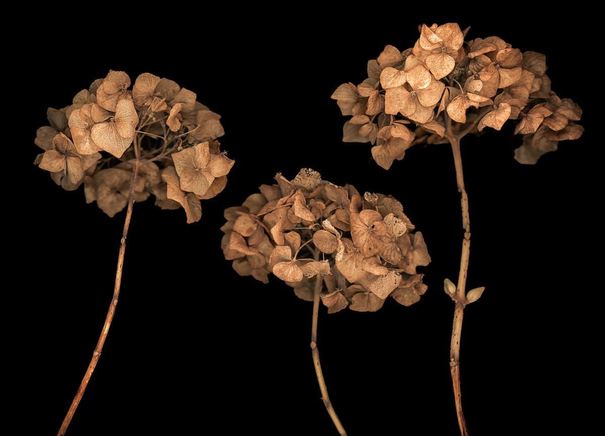 Hydrangea heads by Paul Nash