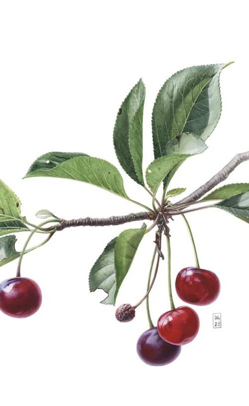 Cherry Branch by Yuliia Moiseieva