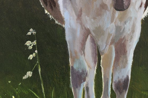 Swiss Holstein Cow