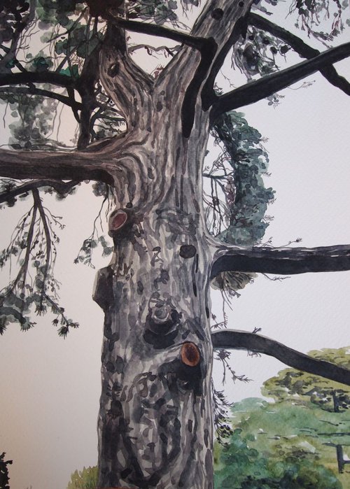 Tree Study by Kitty  Cooper