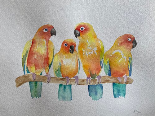 Sun conures by Bethany Taylor