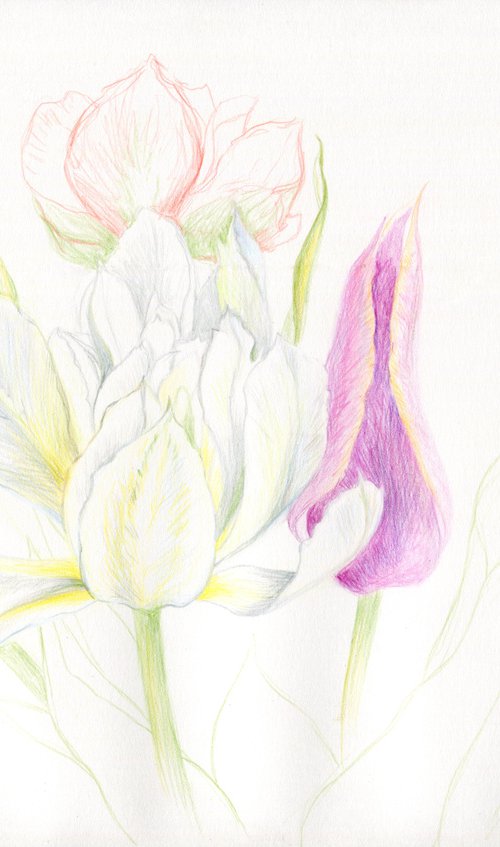 Colored pencils assorted tulips by Liliya Rodnikova